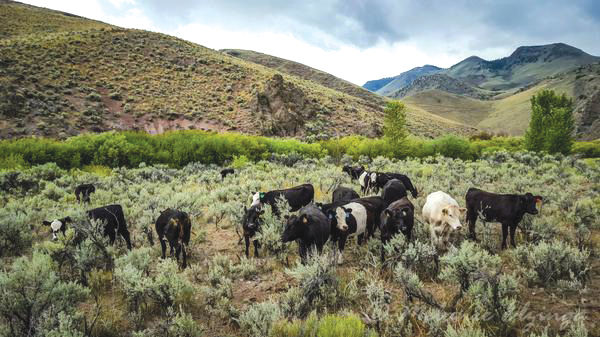 Alderspring Ranch cattle